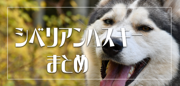 ひょうきんシベリアンハスキー